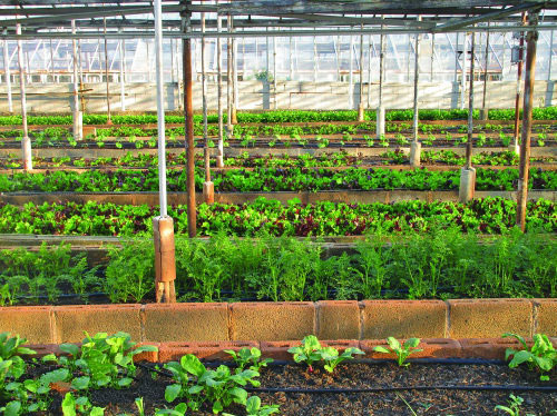 物聯網技術對農業有巨大的影響 物聯網技術對農業有巨大的影響